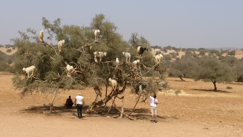 Das "Assaba"-Projekt zur Förderung von Investitionen in der Provinz Essaouira: Aganbäume nahe Essaouira